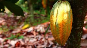 In May Pen vind je veel cacaoplantages. 