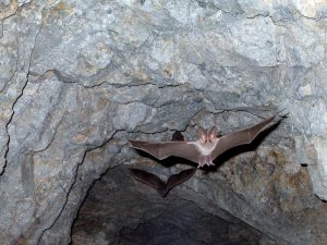 grotten jamaica vleermuizen