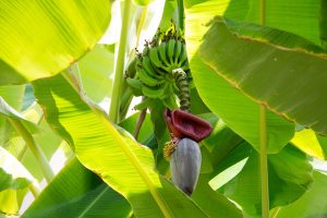 Bananen zijn heel erg belangrijk voor Jamaica.