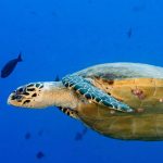 Zeeschildpad Sea turtle