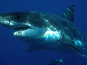 In de wateren van Jamaica leven haaien, maar je hoeft niet bang te zijn om een witte haai tegen te komen. 