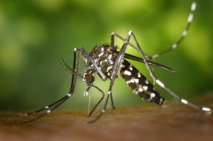 Muggen en zika horen bij elkaar.