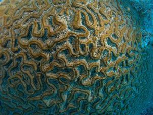 Er bestaan verschillende soorten koraal waaronder hersenkoraal.