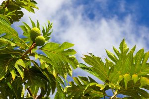 Boomvruchtbomen Jamaica